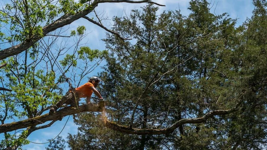 Tree Removal service in West Georgia by ALBY Tree Service LLC